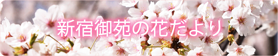 公式サイト予約特典