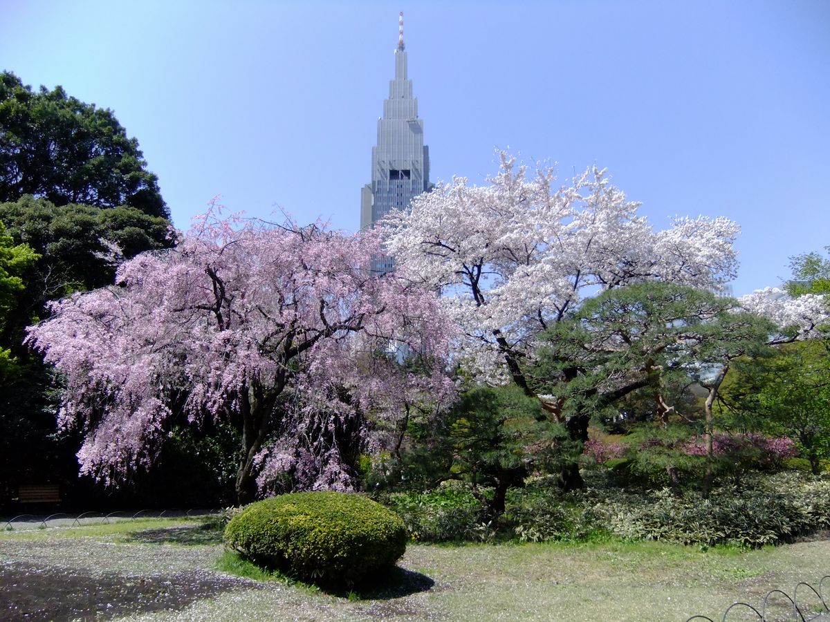 都内屈指の新宿御苑の桜